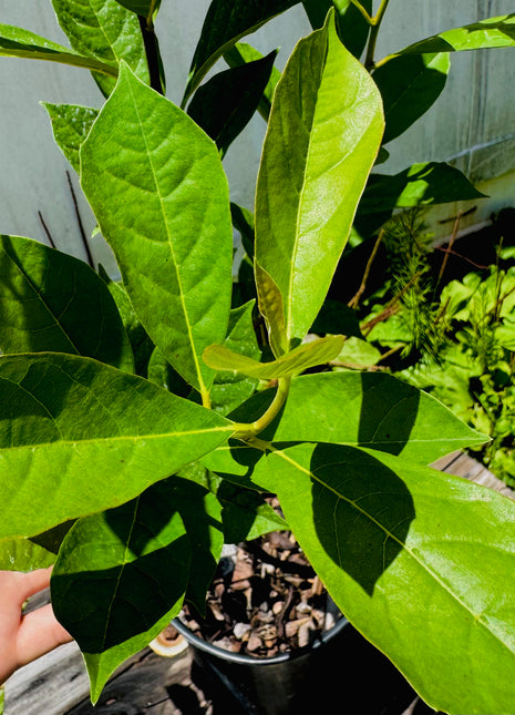 Swamp Tupelo (Nyssa biflora)