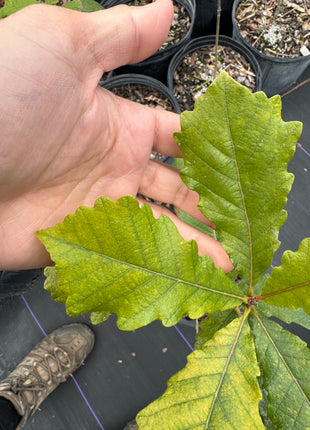 Swamp Chestnut Oak (Quercus Michauxii)