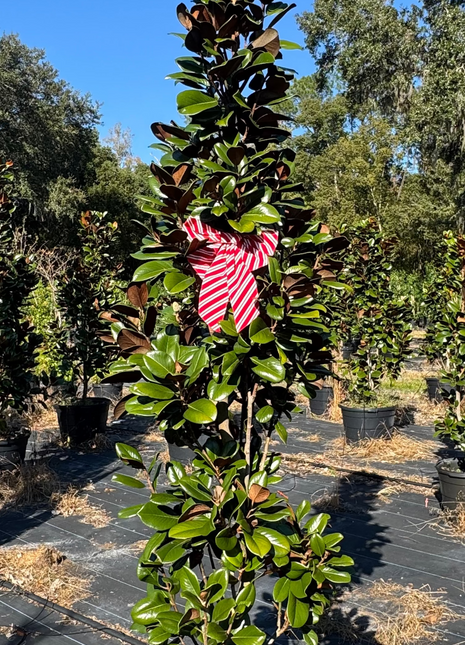 Potted plant with a red and white striped object on a sunny day with trees in the background.