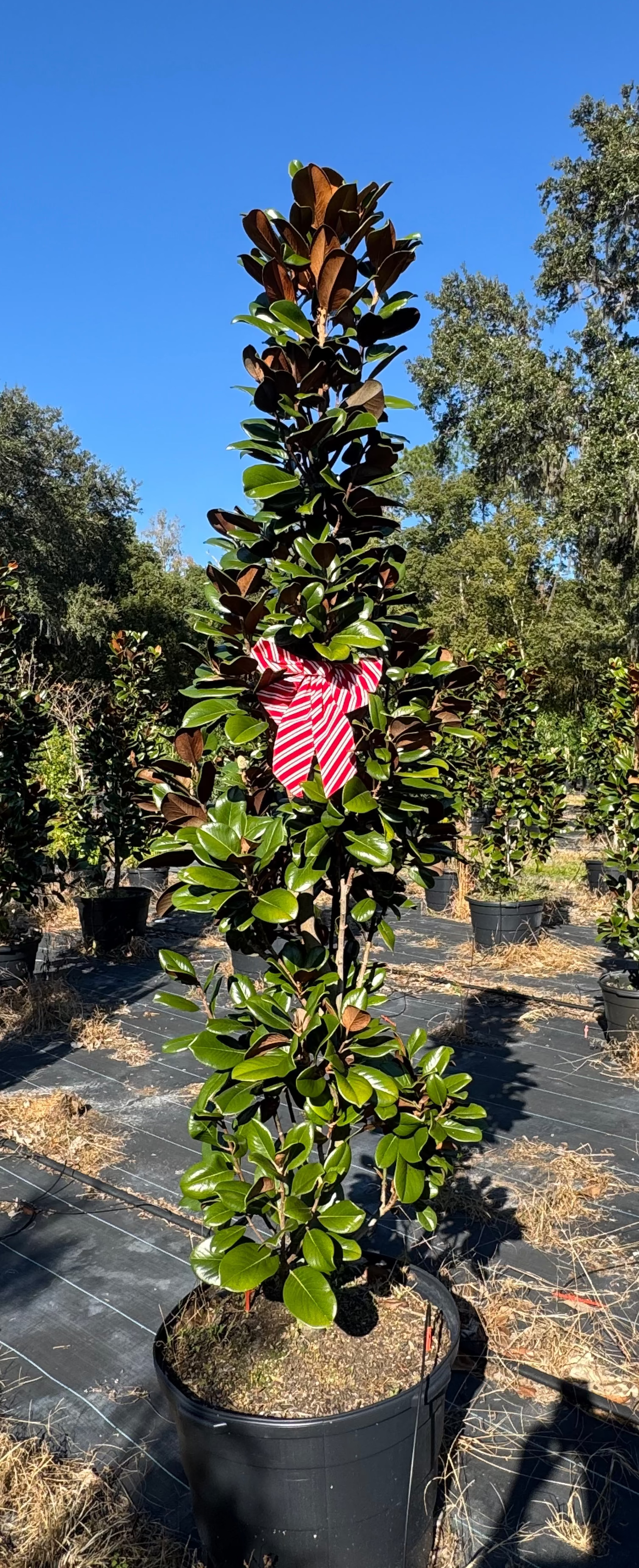 Potted plant with a red and white striped object on a sunny day with trees in the background.