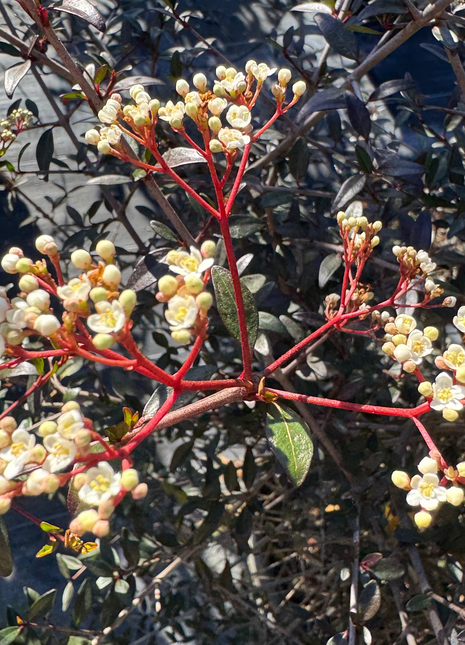Floral branch with red stems and white flowers against a dark background