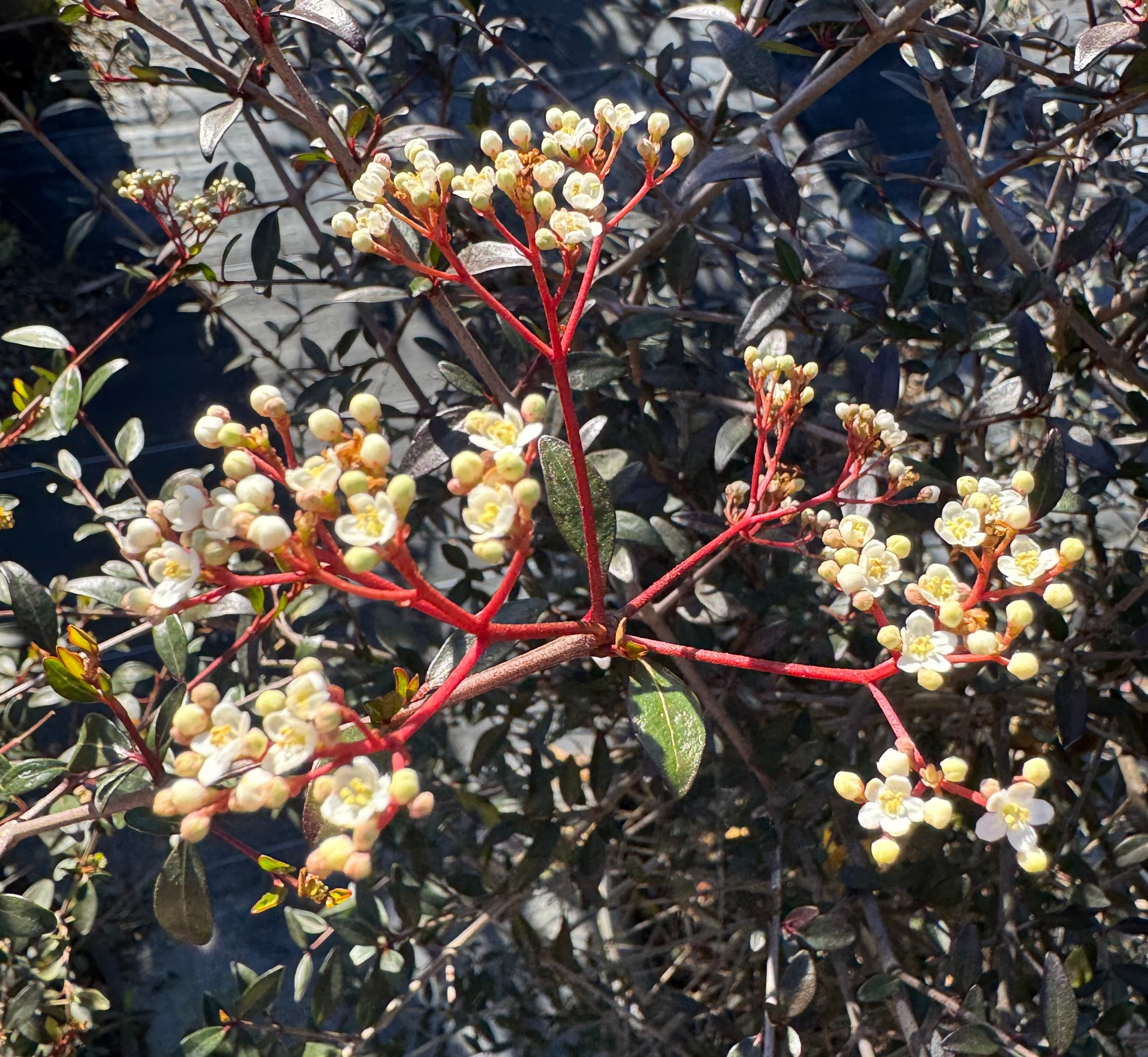 Floral branch with red stems and white flowers against a dark background
