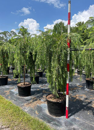 A group of weeping bottlebrush trees in potted displayed outdoors, with a measuring stick in the foreground for scale.