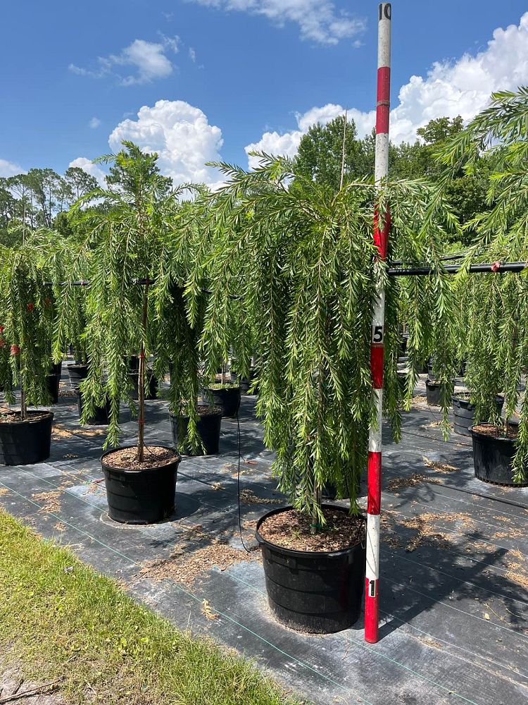 A group of weeping bottlebrush trees in potted displayed outdoors, with a measuring stick in the foreground for scale.