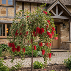 Collection image for: Plant Zone 10