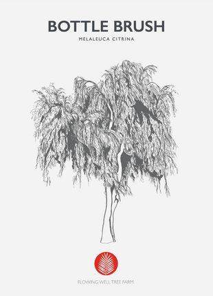 Weeping Bottlebrush Tree (Callistemon Viminalis weeping)