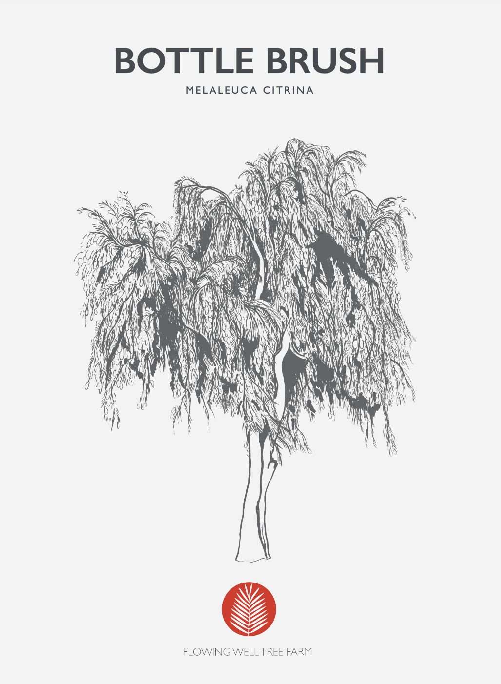 Weeping Bottlebrush Tree (Callistemon Viminalis weeping)