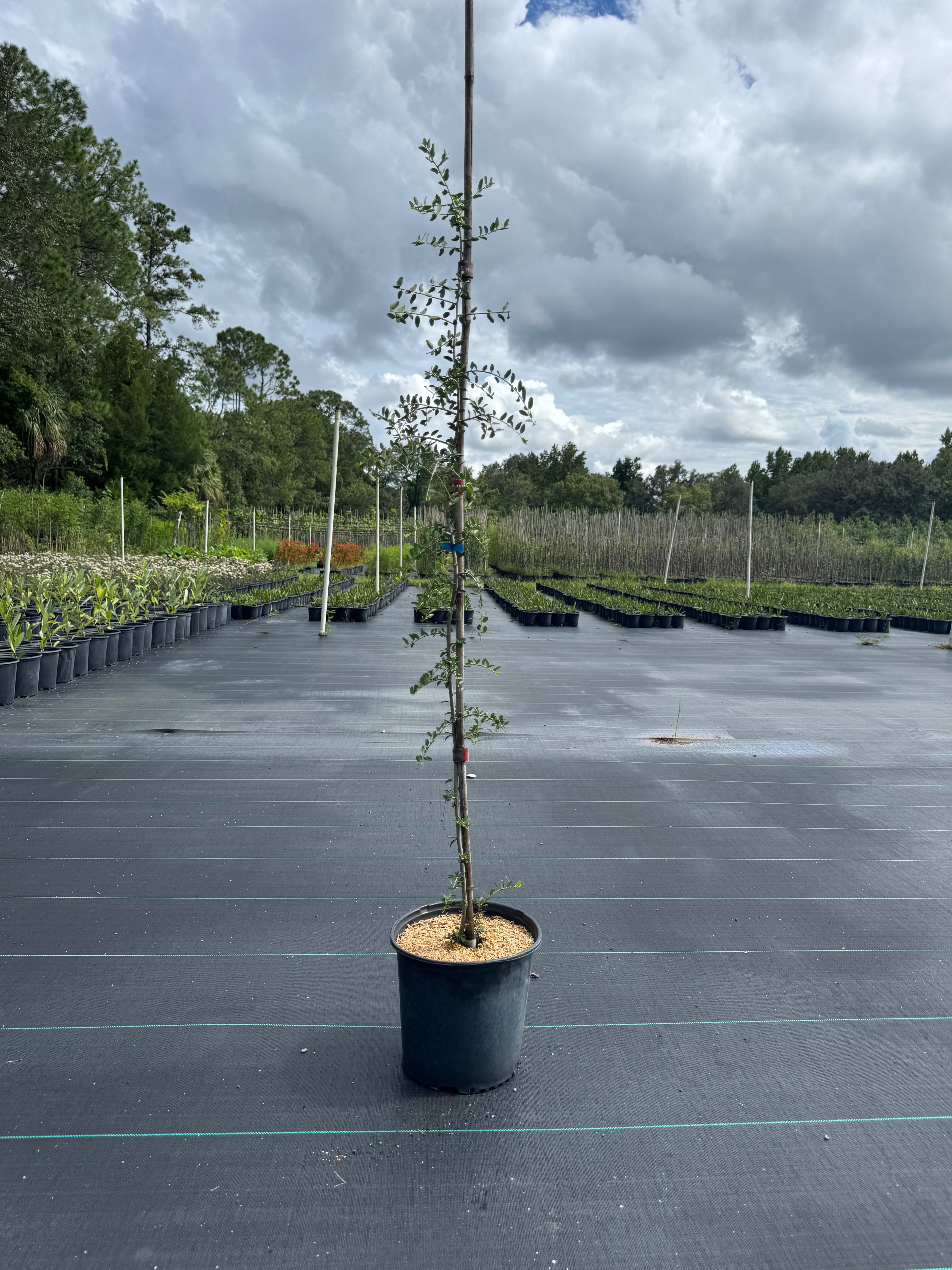 Weeping Yaupon Holly (Ilex vomitoria 'Pendula')
