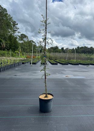 Weeping Yaupon Holly (Ilex vomitoria 'Pendula')