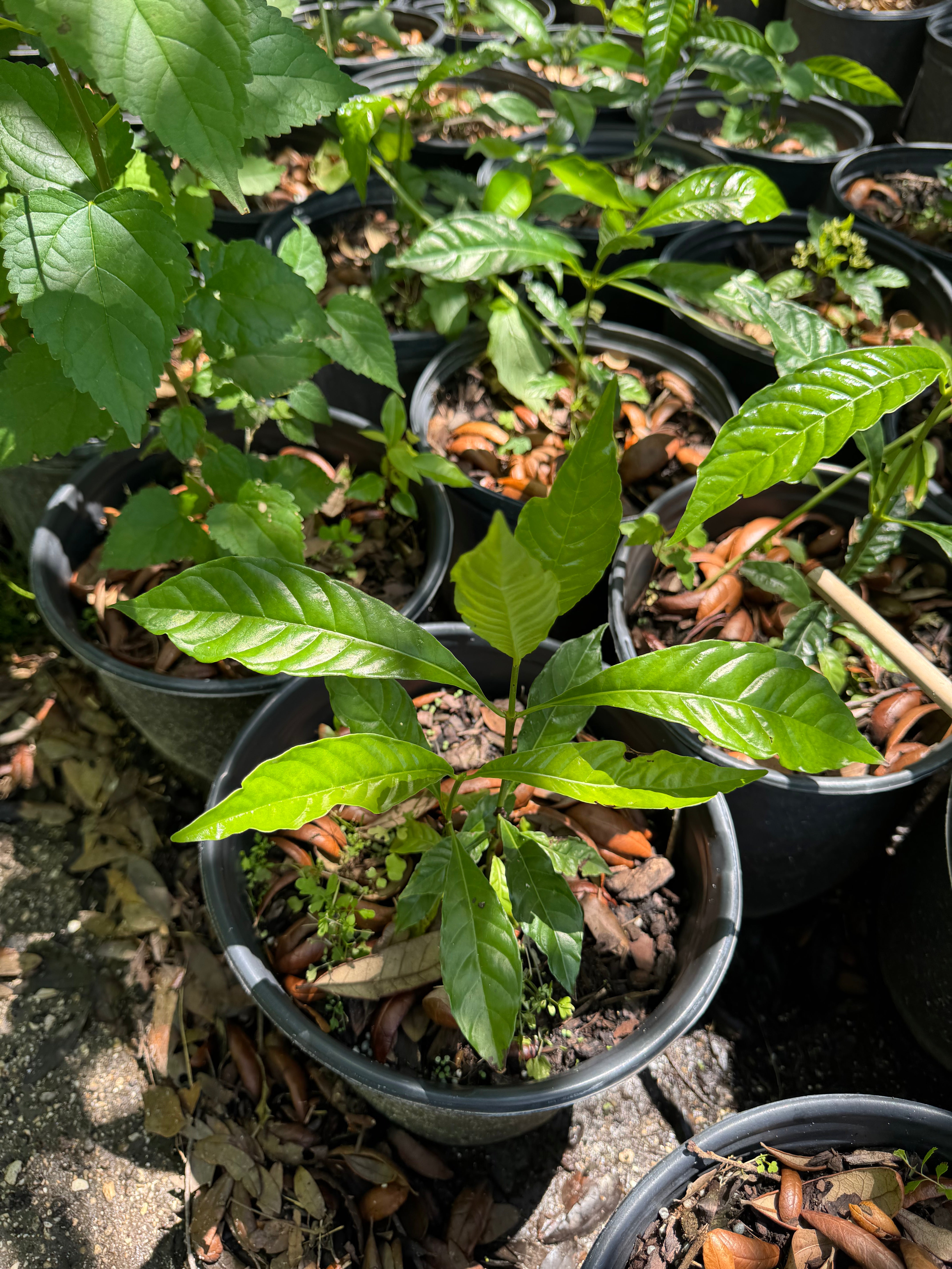 Wild Coffee (Psychotria nervosa)