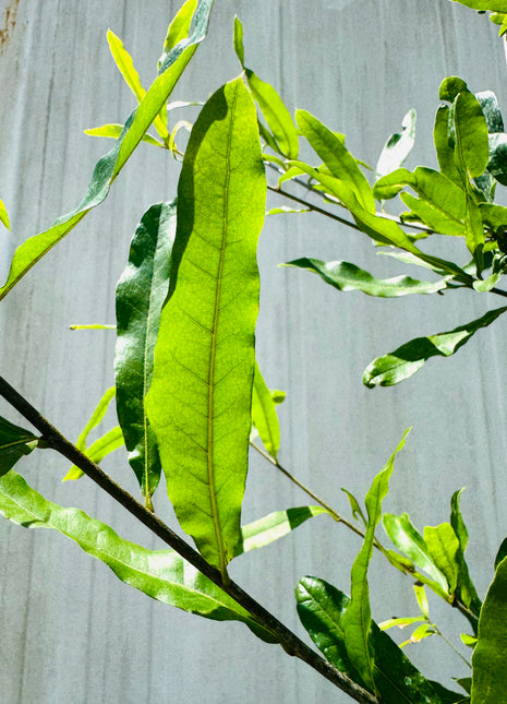 Willow Oak (Quercus Phellos)