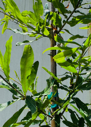 Willow Oak (Quercus Phellos)