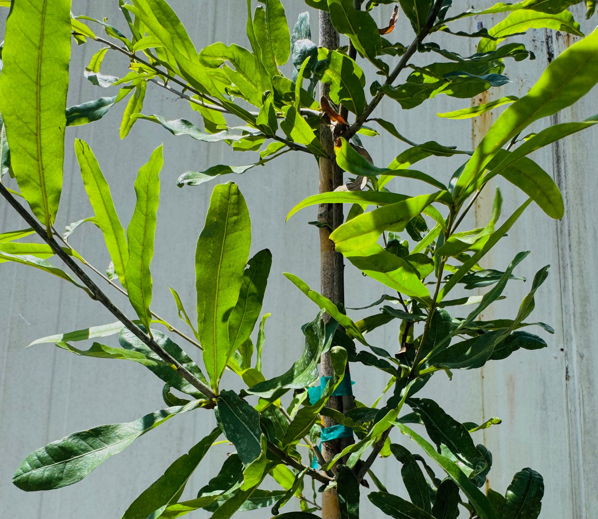 Willow Oak (Quercus Phellos) Florida Native 3 Gallon