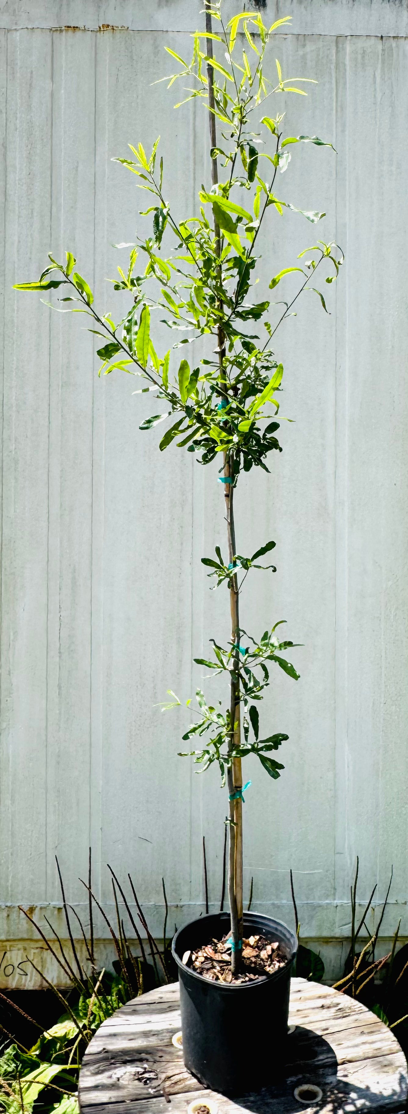 Willow Oak (Quercus Phellos)