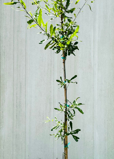 Willow Oak (Quercus Phellos)