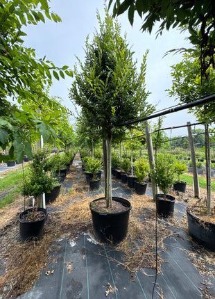 Winged Elm (Ulmus Alata)