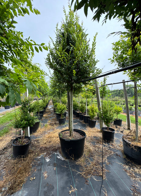 Winged Elm (Ulmus Alata)