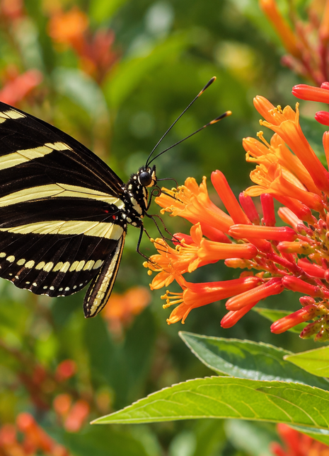 Native Firebush (Hamelia Patens)