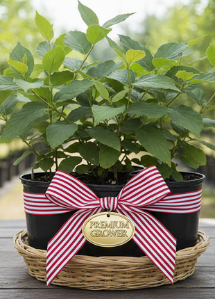 American Beautyberry (Callicarpa Americana) pack of 4 liners wrapped in a red and white ribbon with golden tag saying "Premium Grower"