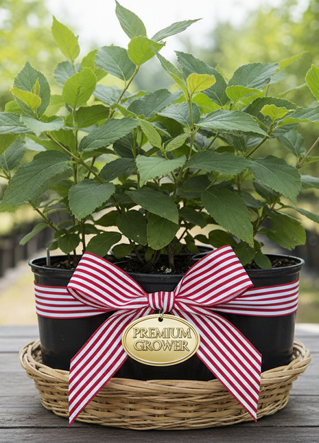 American Beautyberry (Callicarpa Americana) pack of 4 liners wrapped in a red and white ribbon with golden tag saying "Premium Grower"
