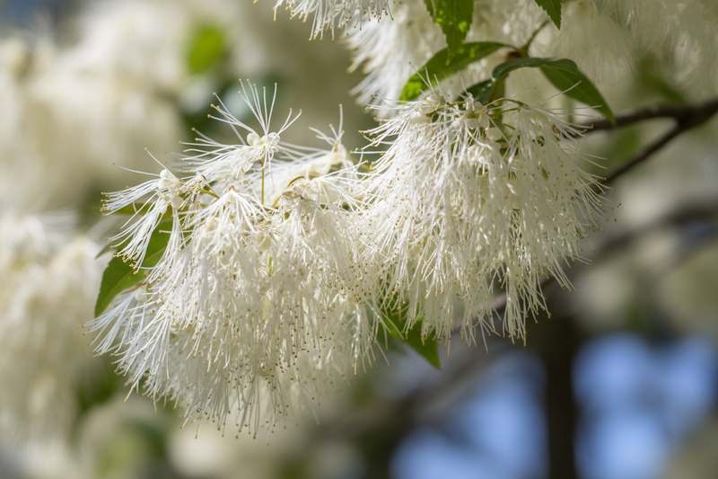 American Fringe Wholesale From Flowing Well Tree Farm