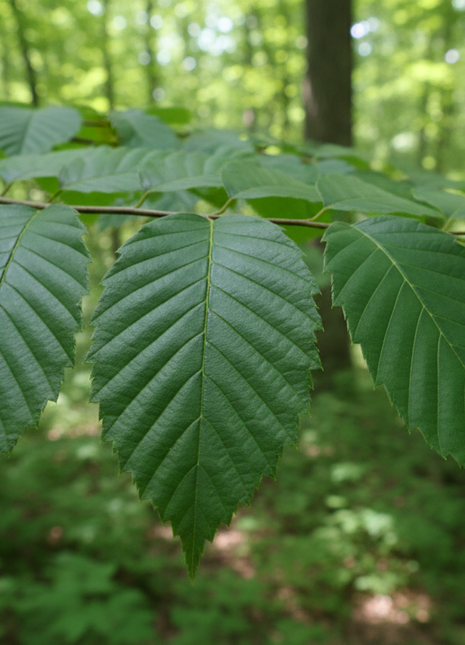 American Hornbeam (Carpinus caroliniana)