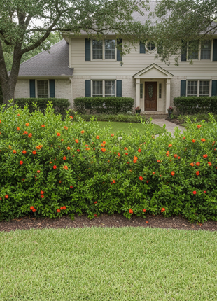 as a hedge all the way across the yard 4ft tall