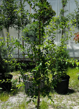 Barbados Cherry (Malpighia Emarginata)