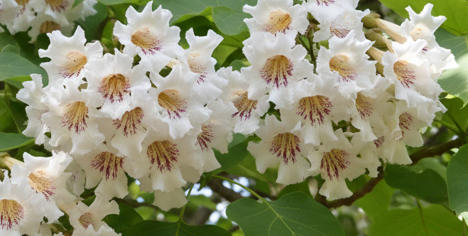 Catalpa (Catalpa Bignonioides) flowers