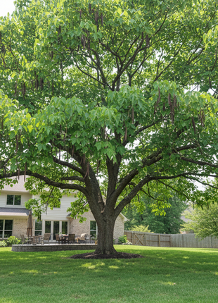 Catalpa (Catalpa Bignonioides) in backyard