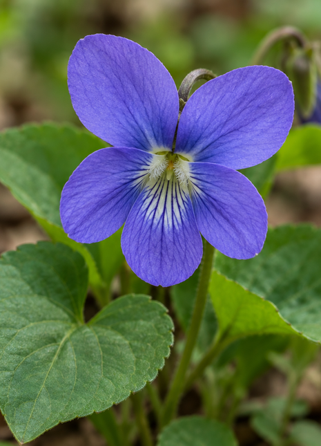 Pre-Order Common Blue Violet (Viola floridana)