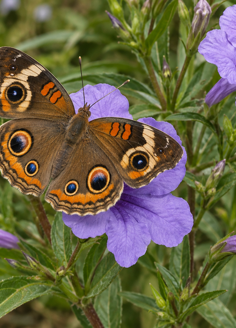 Pre-Order Carolina Wild Petunia (Ruellia caroliniensis)