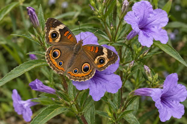 Banner image for: <h5>Butterfly</h5><h2>GARDEN</h2>