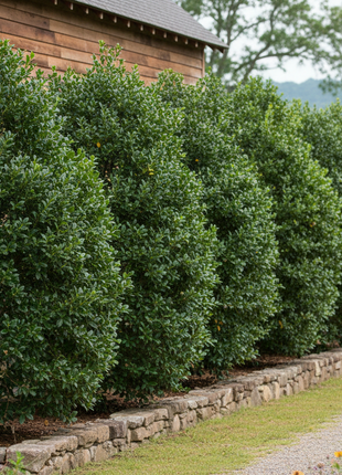 Dahoon Holly (Ilex Cassine)