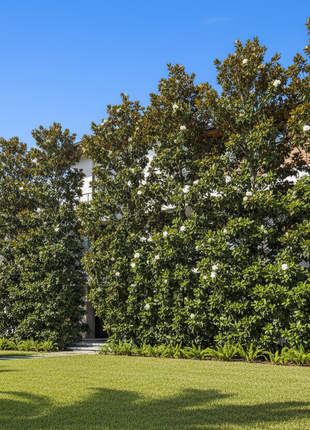 DD Blanchard Magnolia (Magnolia Grandiflora)
