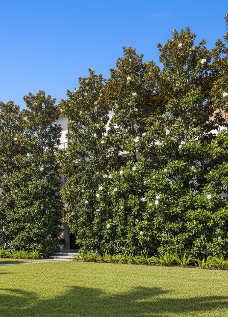 DD Blanchard Magnolia (Magnolia Grandiflora)