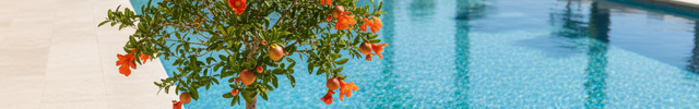 Dwarf Pomegranate (Punica Granatum Var. Nana) by pool