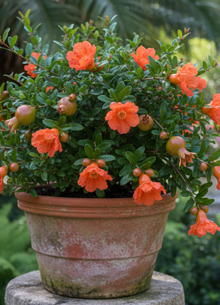 Dwarf Pomegranate (Punica Granatum Var. Nana)