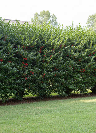 Eagleston Holly (Ilex X Attenuata) hedge in yard
