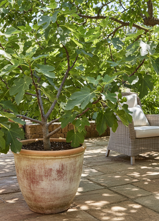 Fig Celeste (Ficus carica ‘Celeste’) as patio plant