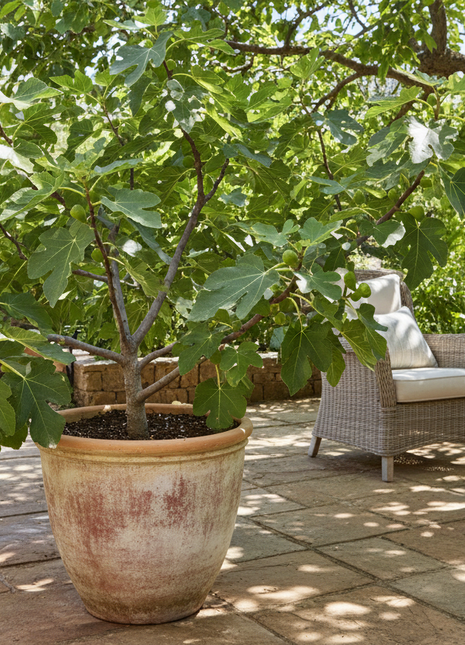 Fig Celeste (Ficus carica ‘Celeste’) as patio plant