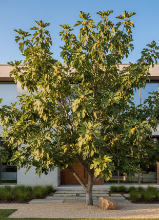 Fig LSU Gold (Ficus carica 'LSU Gold')
