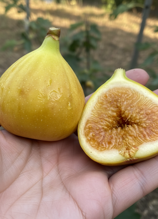 Fig LSU Gold (Ficus carica 'LSU Gold')