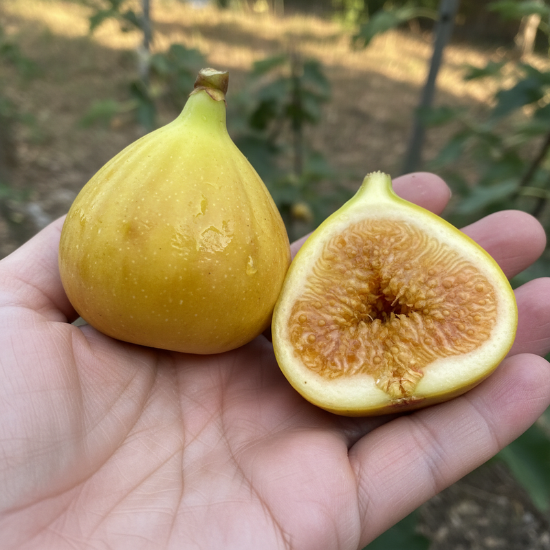 Fig LSU Gold (Ficus carica 'LSU Gold')