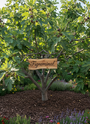 Fignomenal (Ficus carica 'PT-DF-14')
