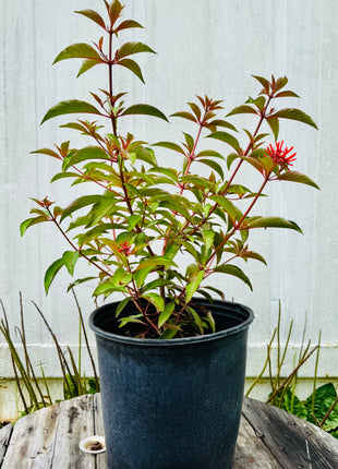 Native Firebush (Hamelia Patens)