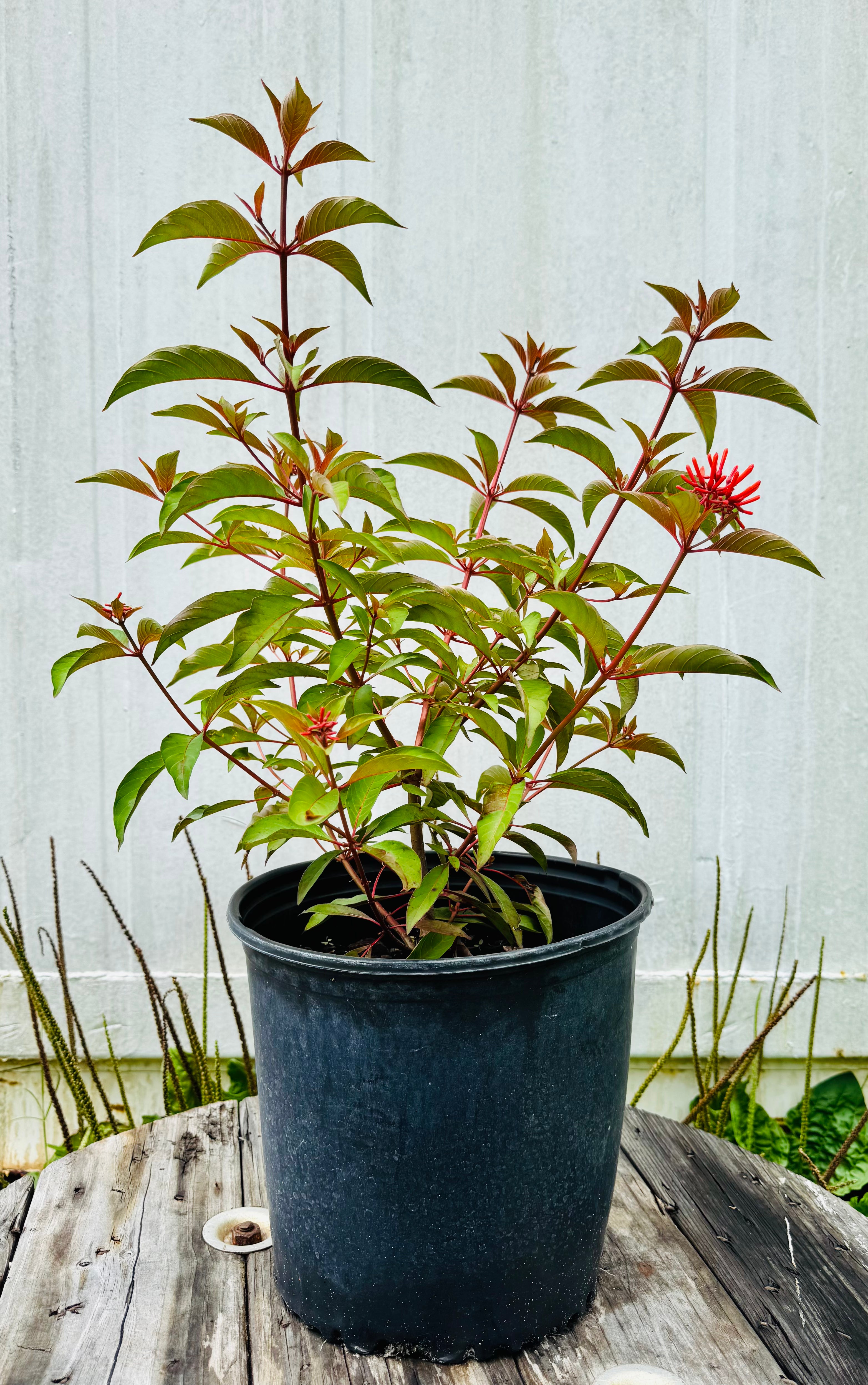 Native Firebush (Hamelia Patens) 3 Gallon