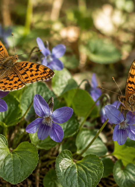 Pre-Order Common Blue Violet (Viola floridana)