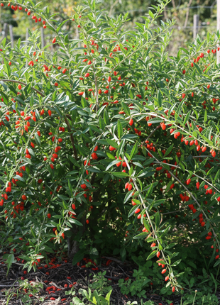 fertilizing goji berry plants Goji Berry – Lycium barbarum