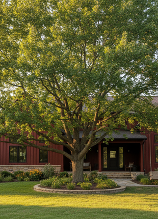 Green Ash (Fraxinus pennsylvanica)
